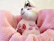 カニンヘン ダックスフンド　チョコクリーム女の子