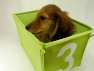 カニヘンダックス 子犬 シェーデットレット男の子 カニヘンダックス 子犬 シェーデットレット男の子