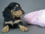 カニヘン 仔犬 ブラタン女の子 カニヘン 仔犬 ブラタン女の子