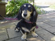 ブラッククリームの楓