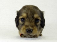 カニヘンダックス 子犬 シェーデットクリーム 女の子 カニヘンダックス 子犬 シェーデットクリーム 女の子