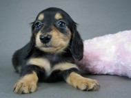 カニヘン 仔犬 ブラタン女の子 カニヘン 仔犬 ブラタン女の子