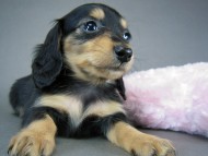 カニヘン 仔犬 ブラタン女の子 カニヘン 仔犬 ブラタン女の子