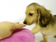 カニヘンダックス　子犬　シェーデットクリーム男の子