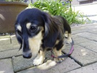 ブラッククリームの楓