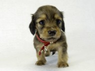 カニヘンダックス 子犬 シェーデットクリーム 女の子 カニヘンダックス 子犬 シェーデットクリーム 女の子