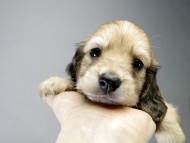 カニンヘン ダックスフンド 子犬 シェーデットクリーム 男の子