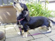 ブラッククリームの楓 ブラッククリームの楓