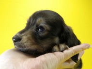 カニンヘン ダックスフンド 子犬 シェーデットクリーム 男の子