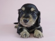 カニヘン　子犬　ブラクリ　女の子