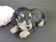 カニヘン　子犬　ブラクリ女の子