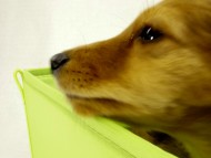 カニヘンダックス　子犬　シェーデットレット男の子