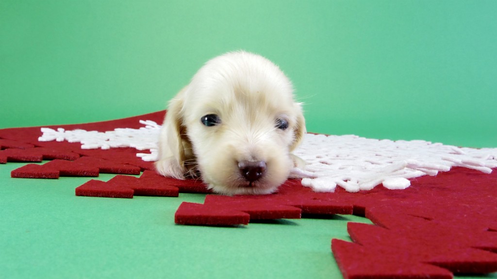 カニンヘンダックス　子犬　クリーム女の子