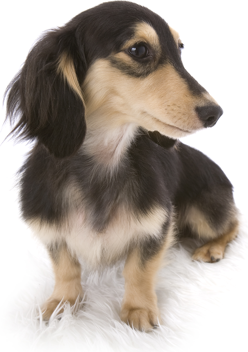 武蔵 JKCチャンピオン 極小カニンヘン 雄 ブラック&クリーム 武蔵 JKCチャンピオン 極小カニンヘン 雄 ブラック&クリーム