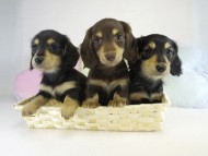 カニンヘンのななこの子 ブラクリ女の子 チョコクリ女の子 ブラクリ男の子 カニンヘンのななこの子 ブラクリ女の子 チョコクリ女の子 ブラクリ男の子