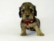 カニヘンダックス 子犬 シェーデットクリーム 女の子 カニヘンダックス 子犬 シェーデットクリーム 女の子