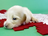 カニンヘンダックス　子犬　クリーム女の子