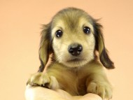 カニンヘンダックス　子犬　シェーデットクリーム男の子