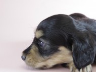 カニヘン 子犬 ブラクリ 女の子 カニヘン 子犬 ブラクリ 女の子