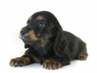 カニヘン　子犬　ブラタン女の子