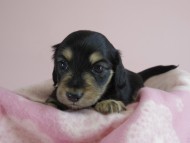 カニヘン 子犬 ブラクリ 女の子 カニヘン 子犬 ブラクリ 女の子