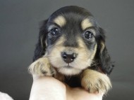 カニヘン　子犬　ブラクリ女の子