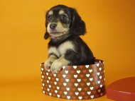 ミニチュワダックス　ブラクリ女の子