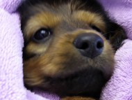 カニンヘン ダックスフンド 子犬 シェーデットレット 男の子 カニンヘン ダックスフンド 子犬 シェーデットレット 男の子