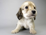 カニンヘン ダックスフンド 子犬 シェーデットクリーム 男の子 カニンヘン ダックスフンド 子犬 シェーデットクリーム 男の子