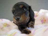 カニヘン　子犬　ブラタン女の子