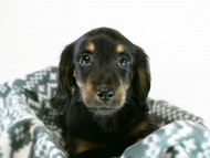 カニヘン　子犬　ブラックタン男の子