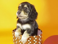 ミニチュワダックス　ブラクリ女の子