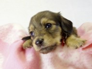 カニヘンダックス 子犬 シェーデットクリーム 女の子 カニヘンダックス 子犬 シェーデットクリーム 女の子