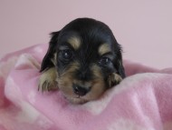 カニヘン 子犬 ブラクリ 女の子 カニヘン 子犬 ブラクリ 女の子