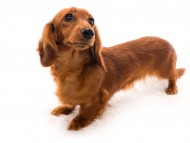 Miniature_Dachshundドリームス_K9A5687