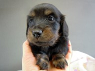 カニヘン　子犬　ブラタン女の子