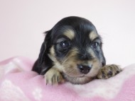 カニヘン 子犬 ブラクリ 女の子 カニヘン 子犬 ブラクリ 女の子