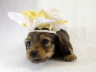 カニヘン 仔犬 シェーデットクリーム女の子 カニヘン 仔犬 シェーデットクリーム女の子