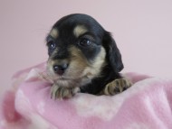 カニヘン　子犬　ブラクリ　女の子