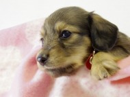 カニヘンダックス 子犬 シェーデットクリーム 女の子 カニヘンダックス 子犬 シェーデットクリーム 女の子