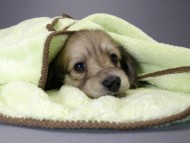 カニンヘン ダックスフンド 子犬 シェーデットクリーム 男の子 カニンヘン ダックスフンド 子犬 シェーデットクリーム 男の子