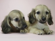 カニンヘン ダックスフンド シェーデットクリーム 男の子達