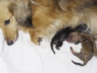 カニンヘンのユジンが6月26日出産しました。 カニンヘンのユジンが6月26日出産しました。