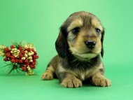 カニヘンダックス　子犬　シェーデットレット女の子