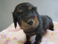 カニヘン　子犬　ブラタン女の子