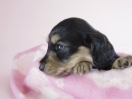 カニヘン　子犬　ブラクリ　女の子