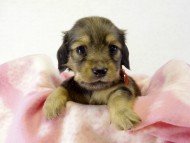 カニヘンダックス 子犬 シェーデットクリーム 女の子 カニヘンダックス 子犬 シェーデットクリーム 女の子