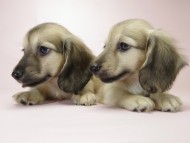 カニンヘン ダックスフンド シェーデットクリーム 男の子達