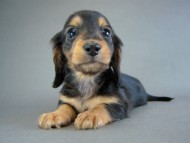 カニヘン　子犬　ブラタン女の子