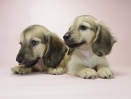 カニンヘン ダックスフンド シェーデットクリーム 男の子達